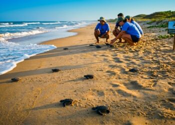 Uma das maiores lagoas de água doce do Brasil e tartarugas que desovam na praia: a terra das águas no norte do Espírito Santo