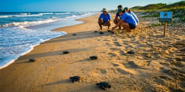 Uma das maiores lagoas de água doce do Brasil e tartarugas que desovam na praia: a terra das águas no norte do Espírito Santo