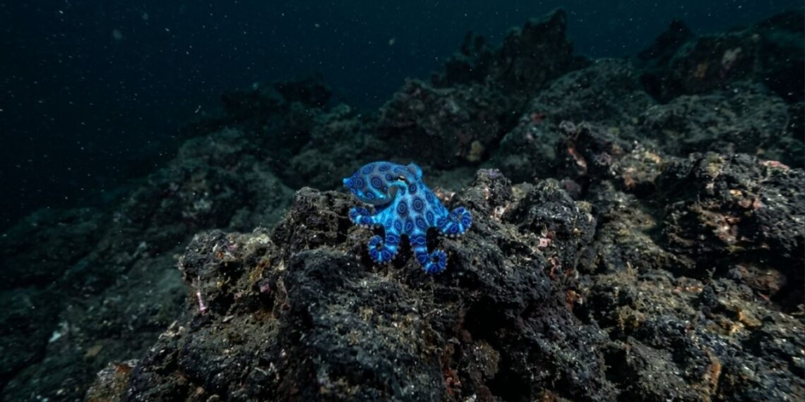 Nova espécie de polvo do tamanho de uma bola de golfe azul é descoberta nas Ilhas Galápagos