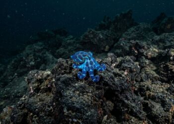 Nova espécie de polvo do tamanho de uma bola de golfe azul é descoberta nas Ilhas Galápagos
