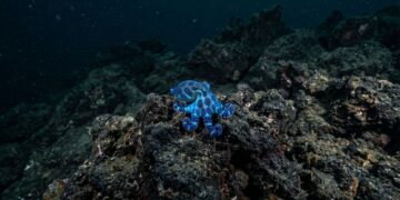 Nova espécie de polvo do tamanho de uma bola de golfe azul é descoberta nas Ilhas Galápagos