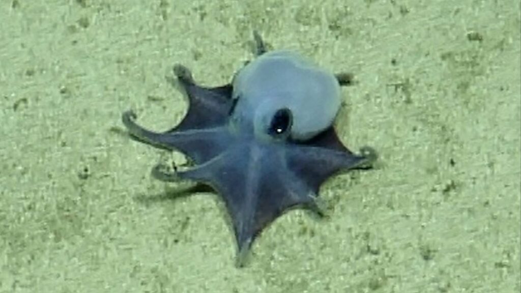 Nova espécie de polvo do tamanho de uma bola de golfe azul é descoberta nas Ilhas Galápagos