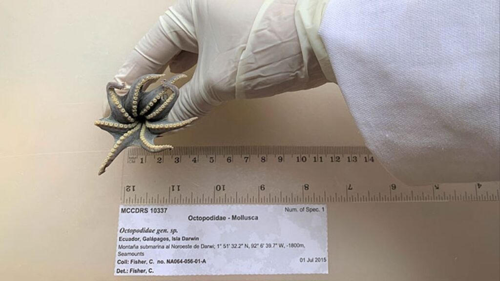 Nova espécie de polvo do tamanho de uma bola de golfe azul é descoberta nas Ilhas Galápagos