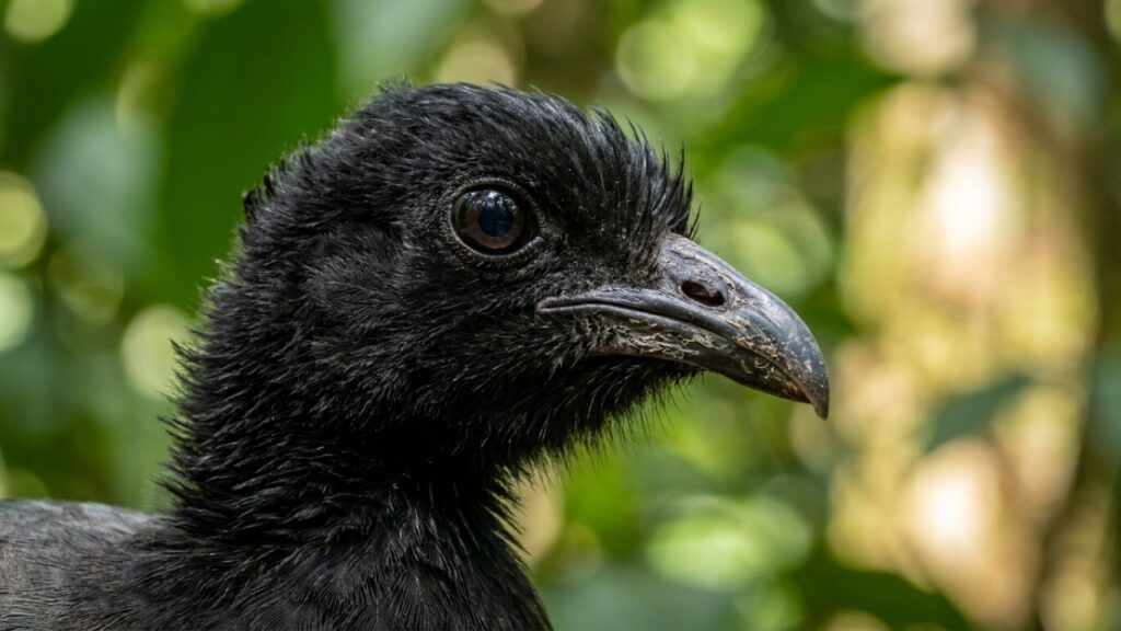 Esta ave amazônica conhecida como jacamim que virou destaque nas comunidades porque além de emitir vocalizações estridentes atua como um cão de guarda natural