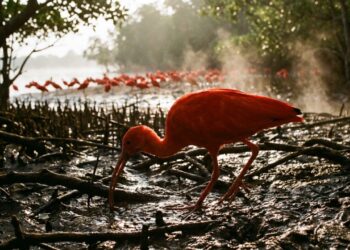 Esta ave chamada guará que virou destaque nos manguezais porque além de consumir crustáceos específicos consegue manter sua plumagem escarlate vibrante