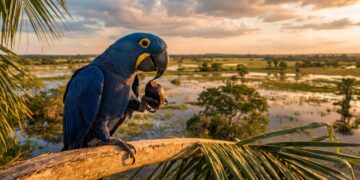 Esta arara-azul-grande nativa do Pantanal utiliza pedaços de madeira para quebrar cocos duros e surpreende pesquisadores ao demonstrar o uso avançado de ferramentas na natureza