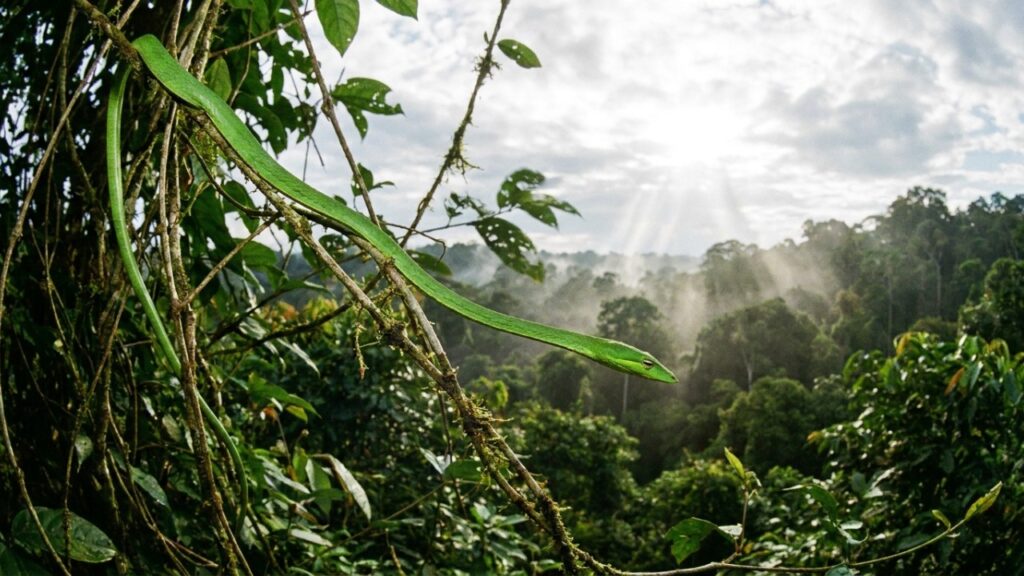 O detalhe sutil na coloração da cobra-cipó que permite que ela desapareça no dossel amazônico e se consolide como o predador mais silencioso da floresta densa