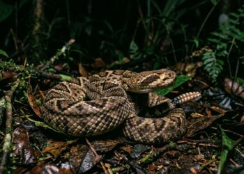 O detalhe sutil nas fossetas loreais da cascavel amazônica que permite que ela enxergue o calor de presas na escuridão da floresta