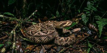 O detalhe sutil nas fossetas loreais da cascavel amazônica que permite que ela enxergue o calor de presas na escuridão da floresta