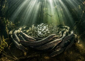 Esta espécie de enguia elétrica amazônica que virou destaque entre biólogos porque além de viver em comunidade consegue coordenar descargas elétricas simultâneas para caçar cardumes