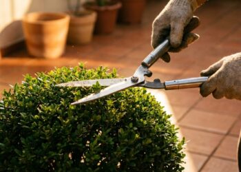 O arbusto moldável que virou moda na topiaria amadora porque além de crescer compacto, não sofre com as podas drásticas
