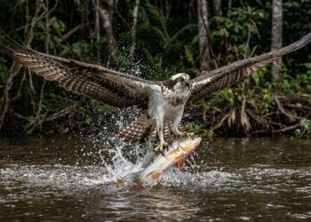 A águia-pescadora ganhou notoriedade na fauna amazônica devido à sua habilidade de mover garras reversíveis durante mergulhos profundos e capturar peixes com exatidão inigualável.