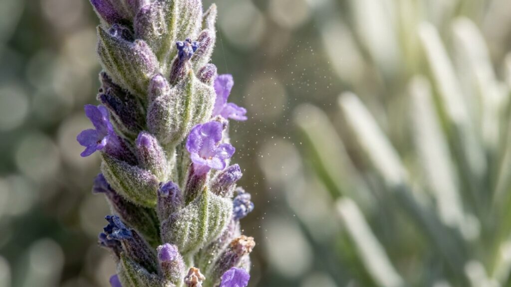 8 plantas de tons acinzentados que fazem um par perfeito com a lavanda e ainda dão um visual mediterrâneo para a fachada