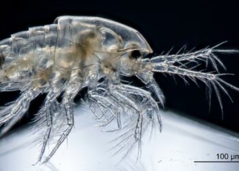 Biólogos encontram esta criatura exótica vivendo nas profundezas do oceano ao sudeste da Groenlândia após pesquisadores alemães descerem a 2537 metros e identificarem um novo ramo da árvore da vida