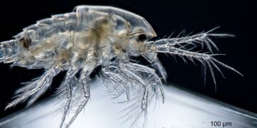 Biólogos encontram esta criatura exótica vivendo nas profundezas do oceano ao sudeste da Groenlândia após pesquisadores alemães descerem a 2537 metros e identificarem um novo ramo da árvore da vida