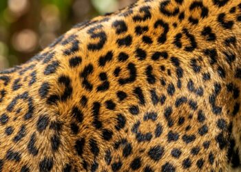 O detalhe imperceptível nas rosetas da pelagem da onça-pintada que funciona como uma impressão digital para o monitoramento de indivíduos na Amazônia
