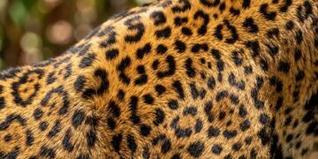 O detalhe imperceptível nas rosetas da pelagem da onça-pintada que funciona como uma impressão digital para o monitoramento de indivíduos na Amazônia