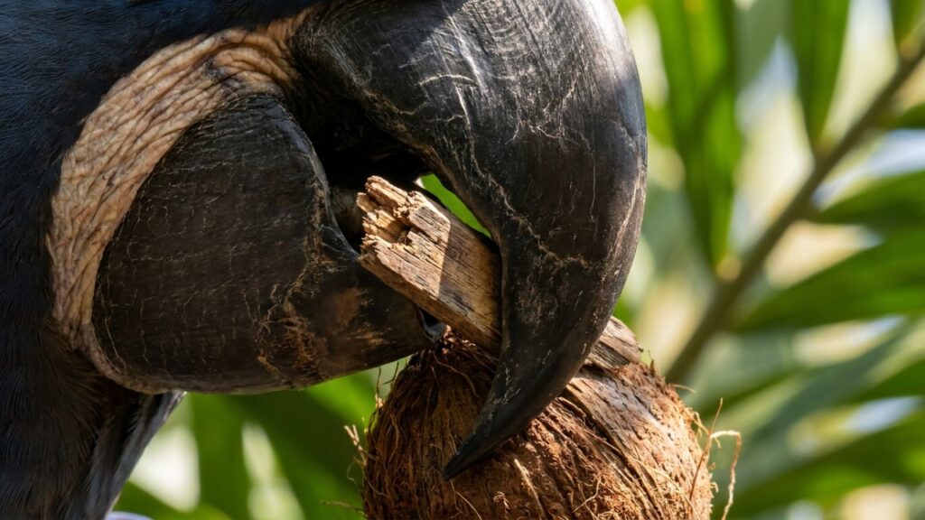 Esta arara-azul-grande nativa do Pantanal utiliza pedaços de madeira para quebrar cocos duros e surpreende pesquisadores ao demonstrar o uso avançado de ferramentas na natureza