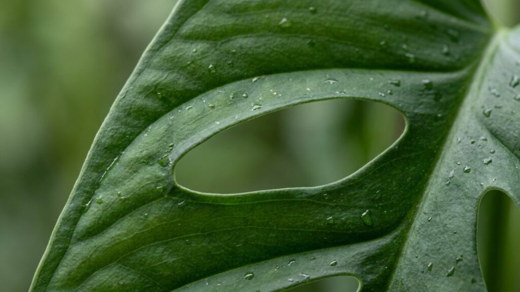 A planta com folhas furadas que virou moda na internet porque além do visual escultural, se propaga fácil cortando um único galho