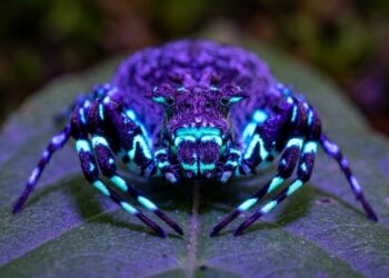 Aranha fluorescente está entre dezenas de novas espécies encontradas em um dos lugares mais ricos em vida do continente africano