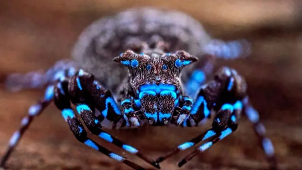 Aranha fluorescente está entre dezenas de novas espécies encontradas em um dos lugares mais ricos em vida do continente africano