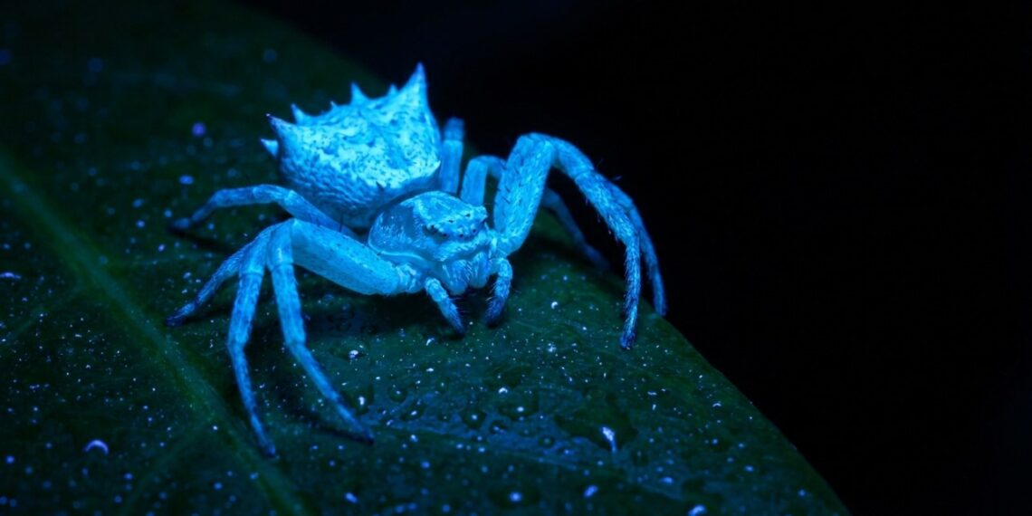 A aranha encontrada durante expedição em Angola que virou destaque entre biólogos porque além de emitir brilho azul consegue indicar a presença de novas espécies