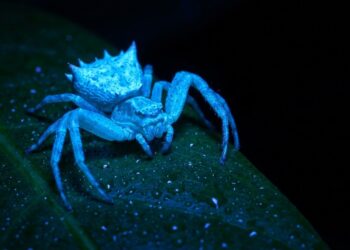 A aranha encontrada durante expedição em Angola que virou destaque entre biólogos porque além de emitir brilho azul consegue indicar a presença de novas espécies