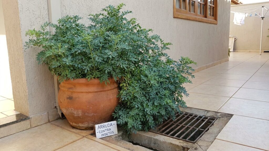 As 6 folhagens densas que espantam baratas de esgoto e deixam a área perto dos ralos do quintal totalmente protegida