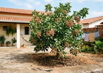 A planta de pistache, que está se tornando uma tendência no cultivo doméstico, além de necessitar de pouca irrigação, produz colheitas de grande valor