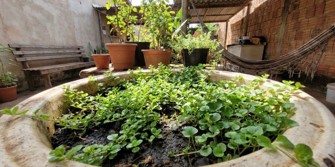 10 ervas rasteiras que fecham a superfície da terra rápido e ainda evitam o ressecamento do solo em bacias reaproveitadas