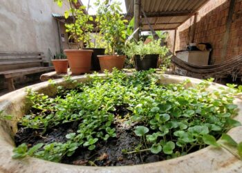 10 ervas rasteiras que fecham a superfície da terra rápido e ainda evitam o ressecamento do solo em bacias reaproveitadas