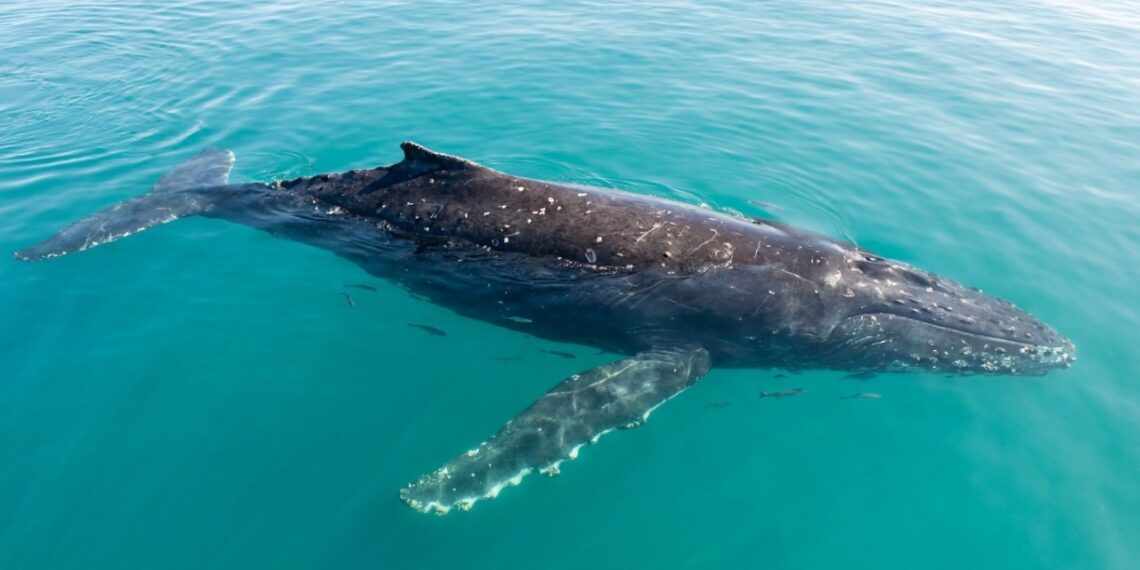 A biologia marinha afirma que as baleias-jubarte que entram em descanso profundo no oceano tendem a adotar um padrão de sono muito específico e surpreendente