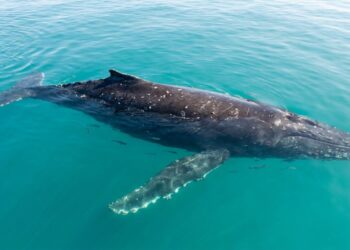 A biologia marinha afirma que as baleias-jubarte que entram em descanso profundo no oceano tendem a adotar um padrão de sono muito específico e surpreendente