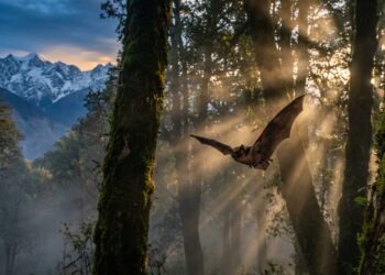 Cientistas descobriram que a nova espécie de morcego Myotis himalaicus possui características biológicas únicas que revelam o quanto os ecossistemas de montanha ainda permanecem desconhecidos