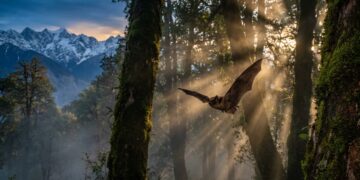 Cientistas descobriram que a nova espécie de morcego Myotis himalaicus possui características biológicas únicas que revelam o quanto os ecossistemas de montanha ainda permanecem desconhecidos