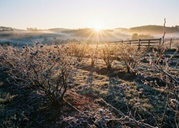 As 11 frutíferas de clima temperado que exigem o frio do inverno rigoroso para garantir uma colheita farta de frutas vermelhas