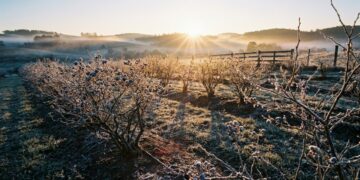 As 11 frutíferas de clima temperado que exigem o frio do inverno rigoroso para garantir uma colheita farta de frutas vermelhas