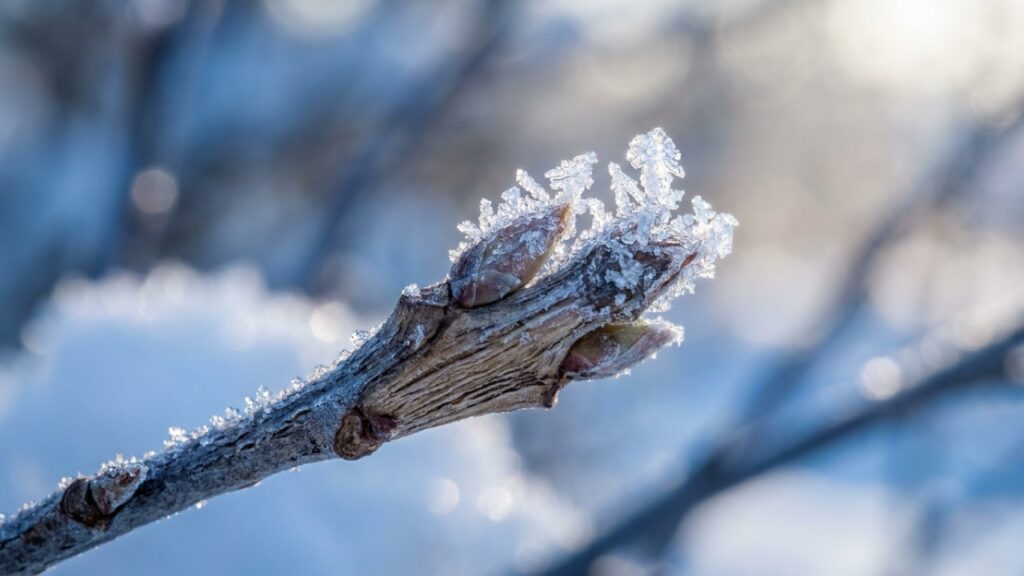 As 11 frutíferas de clima temperado que exigem o frio do inverno rigoroso para garantir uma colheita farta de frutas vermelhas