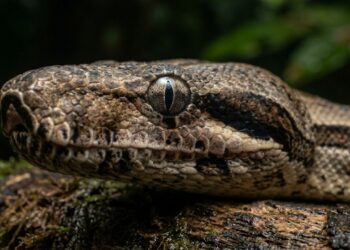 O detalhe sutil nos lábios da jiboia amazônica que permite detectar e caçar mamíferos na escuridão total da floresta tropical