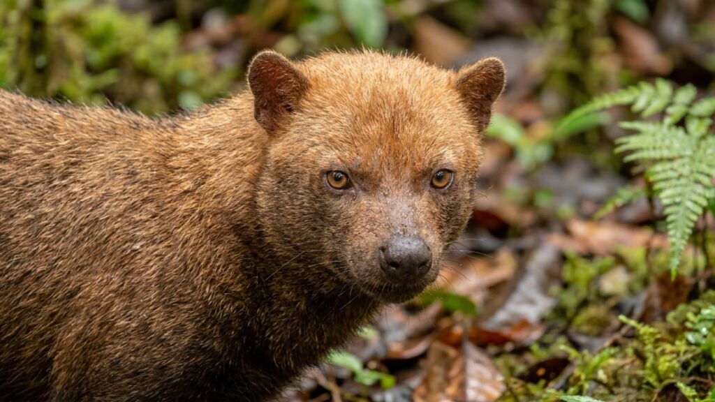 O cachorro-vinagre, uma espécie rara que ganhou notoriedade na biologia por, além de viver nas várzeas escondidas da Amazônia, organizar caçadas coletivas utilizando táticas semelhantes às dos lobos.