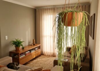 O cacto sem espinhos que virou moda na decoração porque além de ter um formato escultural, é seguro para casas com animais