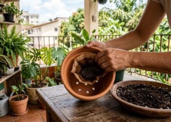 Colocar um filtro de papel de café usado no fundo do vaso novo: para que serve e quando fazer isso para a terra não escapar pelos furos de drenagem