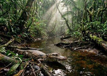 Este jacaré-anão amazônico surpreende biólogos ao utilizar seu tamanho compacto para dominar igarapés estreitos e desafiar o monitoramento ecológico tradicional