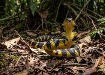 A cobra caninana que virou destaque na fauna brasileira porque, além de usar táticas de blefe, consegue emitir sons estratégicos para espantar predadores