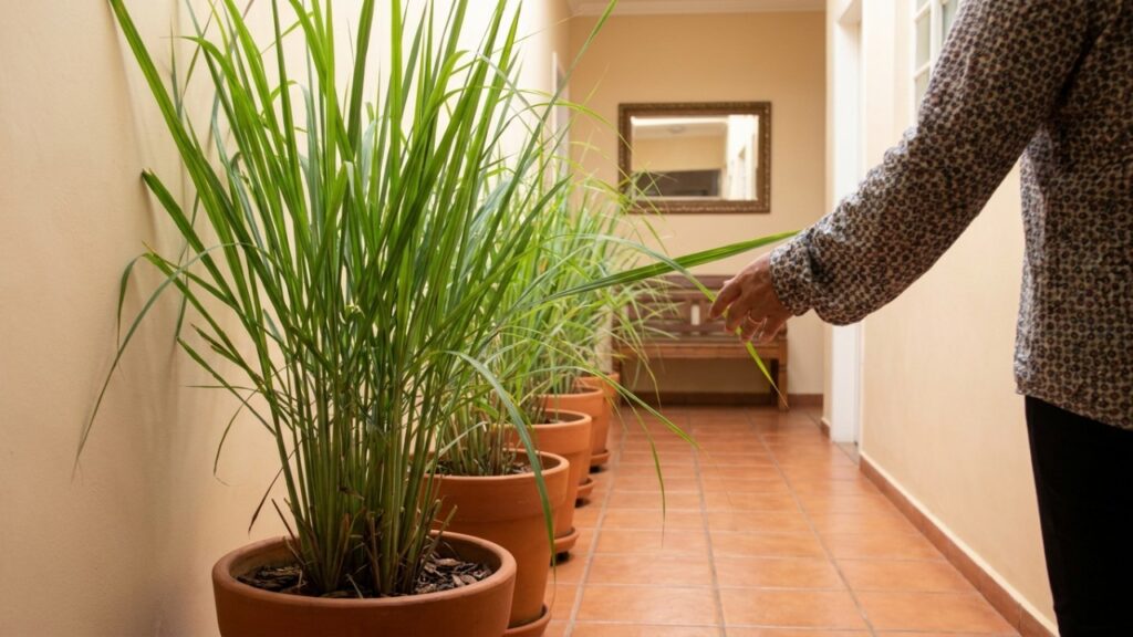 6 plantas com perfume de limão que crescem rápido e ainda deixam a entrada da casa com aroma de limpeza diária
