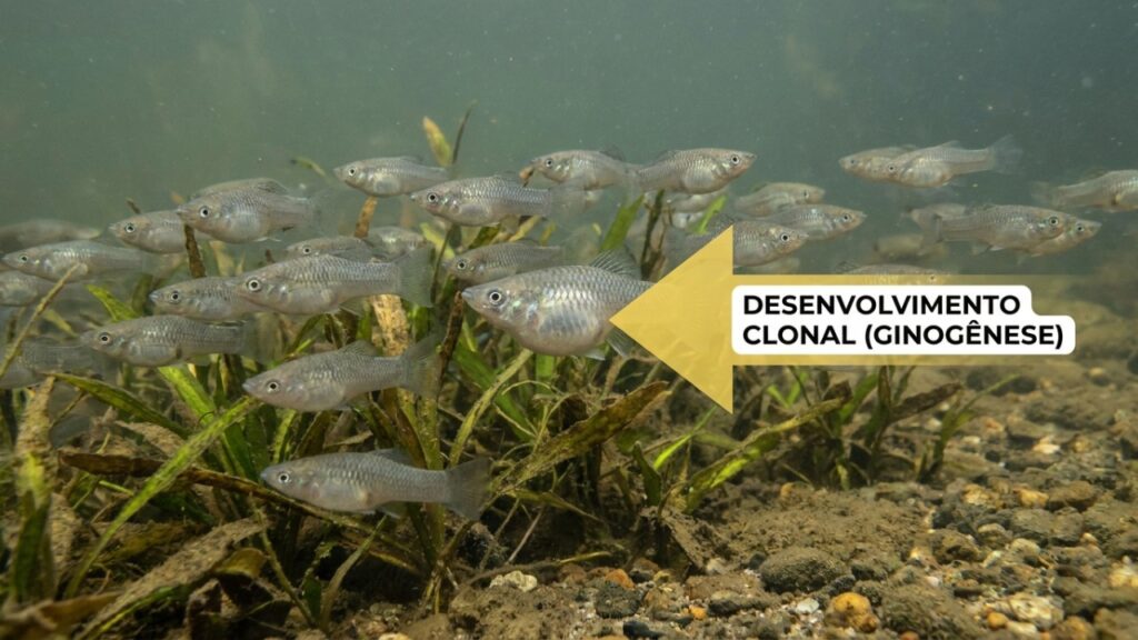 A enigmática espécie de peixe que perdurou por 100 mil anos sem a presença de machos e deixou um rastro evolutivo que intriga os cientistas