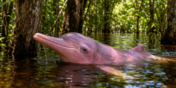 O Boto Cor De Rosa Ganhou Notoriedade Na Fauna Amazonica Devido A Sua Habilidade De Virar O Pescoco Durante Cheias Da Floresta E Capturar Peixes Com Ecolocalizacao Precisa