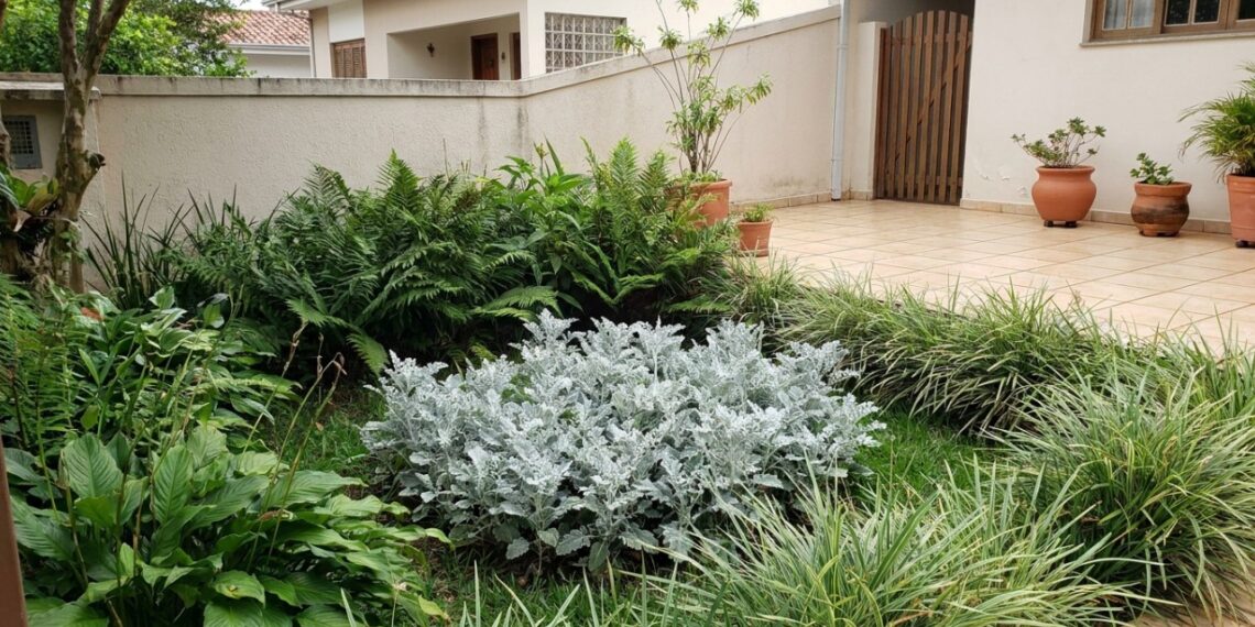 A folhagem prateada que virou moda no contraste do jardim porque além de refletir a luz da lua, resiste bravamente à falta de água