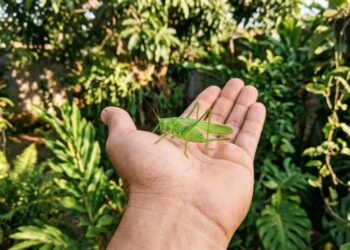 Se você encontrar um inseto verde "esperança" pousado na sua sala, nós lhe contamos o que isso significa e por que é um bom presságio