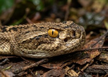 A cascavel amazônica que virou destaque na ciência porque além de mudar a frequência do guizo, consegue criar uma ilusão sonora sofisticada que confunde o ouvido humano